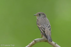 Dark-sided Flycatcher-131027-111EOS1D-FY1X0947-W.jpg