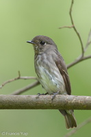 Dark-sided Flycatcher-140924-118EOS1D-FY1X6034-W.jpg