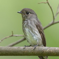 Dark-sided Flycatcher-140924-118EOS1D-FY1X6034-W.jpg