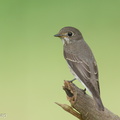 Dark-sided Flycatcher-161203-107EOS1D-F1X26729-W.jpg