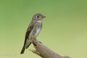 Dark-sided Flycatcher-161203-107EOS1D-F1X26819-W.jpg