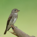 Dark-sided Flycatcher-161203-107EOS1D-F1X26819-W.jpg