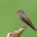 Dark-sided Flycatcher-161203-107EOS1D-F1X27493-W.jpg