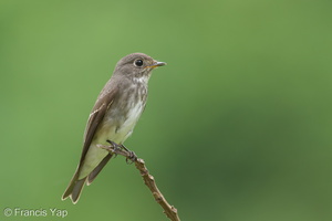 Dark-sided Flycatcher-161203-107EOS1D-F1X27760-W.jpg