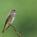 Dark-sided Flycatcher-161203-107EOS1D-F1X27760-W.jpg