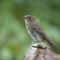 Dark-sided Flycatcher-171108-115EOS1D-F1X20193-W.jpg