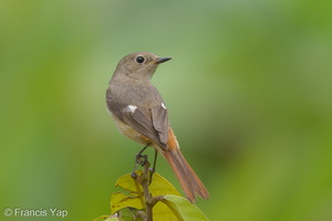 Daurian Redstart-130213-105EOS1D-FY1X5930-W.jpg