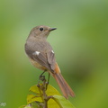 Daurian Redstart-130213-105EOS1D-FY1X5930-W.jpg