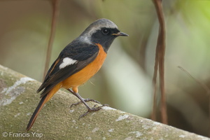 Daurian Redstart-191113-103MSDCF-FYP06880-W.jpg