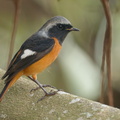 Daurian Redstart-191113-103MSDCF-FYP06880-W.jpg