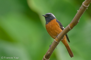 Daurian Redstart-191114-103MSDCF-FYP07788-W.jpg