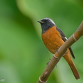 Daurian Redstart-191114-103MSDCF-FYP07788-W.jpg