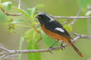 Daurian Redstart-200201-111MSDCF-FYP05286-W.jpg