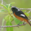 Daurian Redstart-200201-111MSDCF-FYP05286-W.jpg