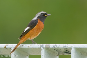 Daurian Redstart-200201-111MSDCF-FYP05551-W.jpg