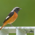 Daurian Redstart-200201-111MSDCF-FYP05551-W.jpg