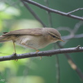 Dusky Warbler-191225-107MSDCF-FYP09212-W.jpg
