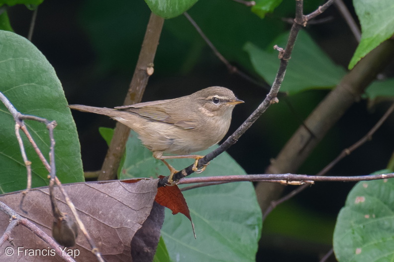 Dusky_Warbler-251124-135FRYAP-FYA04788-W.jpg