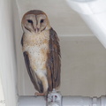 Eastern Barn Owl-110129-106EOS7D-IMG_2482-W.jpg
