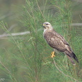 Eastern Buzzard-120304-109EOS1D-FYAP5675-W.jpg