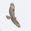 Eastern Buzzard-141108-100EOS7D-FY7D1096-W.jpg