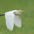 Eastern Cattle Egret-241006-246MSDCF-FYP07593-W.jpg
