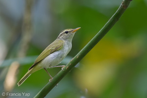 Eastern Crowned Warbler-120924-101EOS1D-FY1X9415-W.jpg