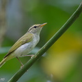 Eastern Crowned Warbler-120924-101EOS1D-FY1X9415-W.jpg