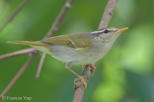 Eastern Crowned Warbler-221014-156MSDCF-FYP01736-W.jpg