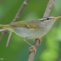 Eastern Crowned Warbler-221014-156MSDCF-FYP01736-W.jpg