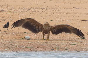 Eastern Imperial Eagle-161227-105EOS7D-FY7D2218-W.jpg