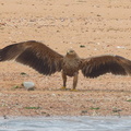 Eastern Imperial Eagle-161227-105EOS7D-FY7D2218-W.jpg