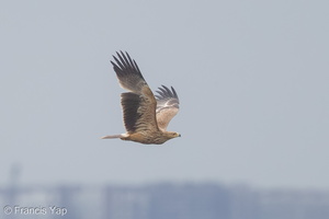 Eastern Imperial Eagle-161227-108EOS1D-F1X21568-W.jpg