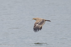 Eastern Imperial Eagle-161227-108EOS1D-F1X21839-W.jpg
