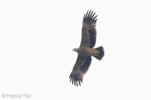 Eastern Imperial Eagle-221108-159MSDCF-FYP01850-W.jpg