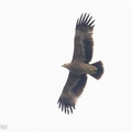 Eastern Imperial Eagle-221108-159MSDCF-FYP01850-W.jpg