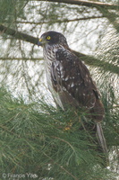 Eastern Marsh Harrier-111110-109EOS7D-IMG_2088-W.jpg