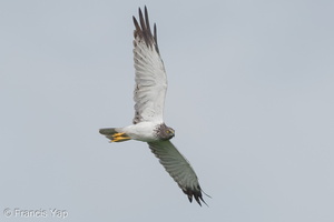 Eastern Marsh Harrier-111217-106EOS1D-FYAP8385-W.jpg