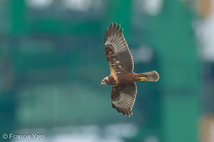Eastern Marsh Harrier-221027-157MSDCF-FYP02127-W.jpg