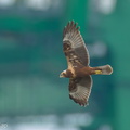Eastern Marsh Harrier-221027-157MSDCF-FYP02127-W.jpg