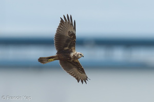 Eastern Marsh Harrier-221030-157MSDCF-FYP06488-W.jpg