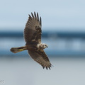 Eastern Marsh Harrier-221030-157MSDCF-FYP06488-W.jpg