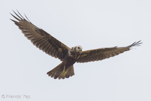 Eastern Marsh Harrier-221030-157MSDCF-FYP07086-W.jpg