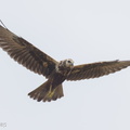 Eastern Marsh Harrier-221030-157MSDCF-FYP07086-W.jpg
