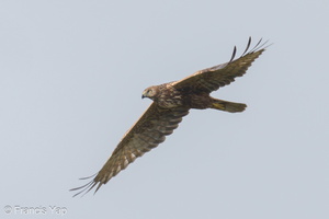Eastern Marsh Harrier-240204-214MSDCF-FYP08332-W.jpg