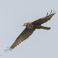 Eastern Marsh Harrier-240204-214MSDCF-FYP08332-W.jpg