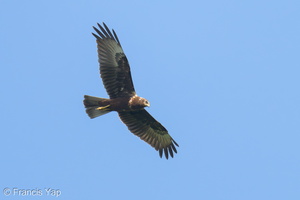 Eastern Marsh Harrier-241103-249MSDCF-FYP07923-W.jpg