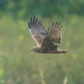 Eastern Marsh Harrier-250120-254MSDCF-FYP09794-W.jpg