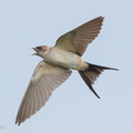 Eastern Red-rumped Swallow-161027-106EOS1D-F1X25662-W.jpg