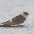 Eastern Red-rumped Swallow-181101-112ND500-FYP_6746-W.jpg